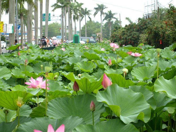 滿池的荷花