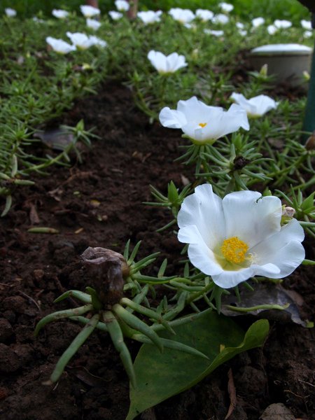 要拍出&quot;白&quot;花