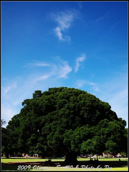 成大地標-榕園