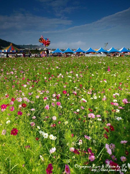 2009新社花海節~波斯菊