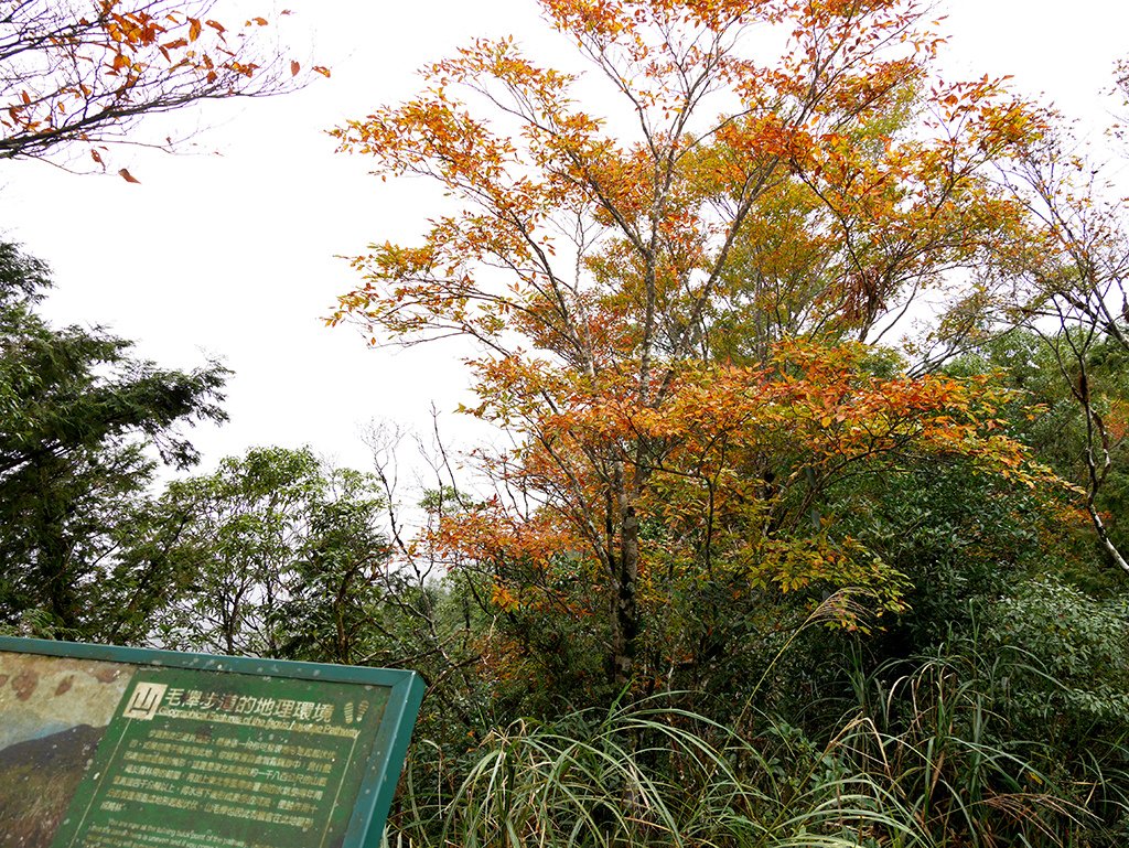 16山毛櫸.jpg - 宜蘭太平山山台灣毛櫸步道