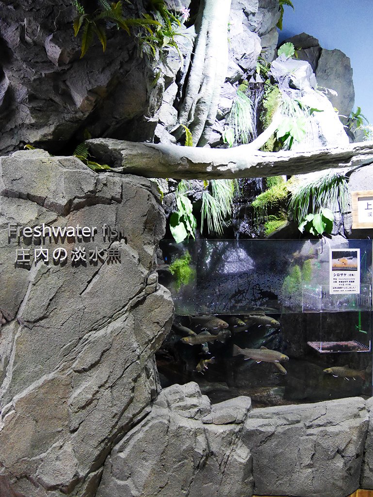 04-4庄內淡水魚.jpg - 鶴岡市立加賀水族館