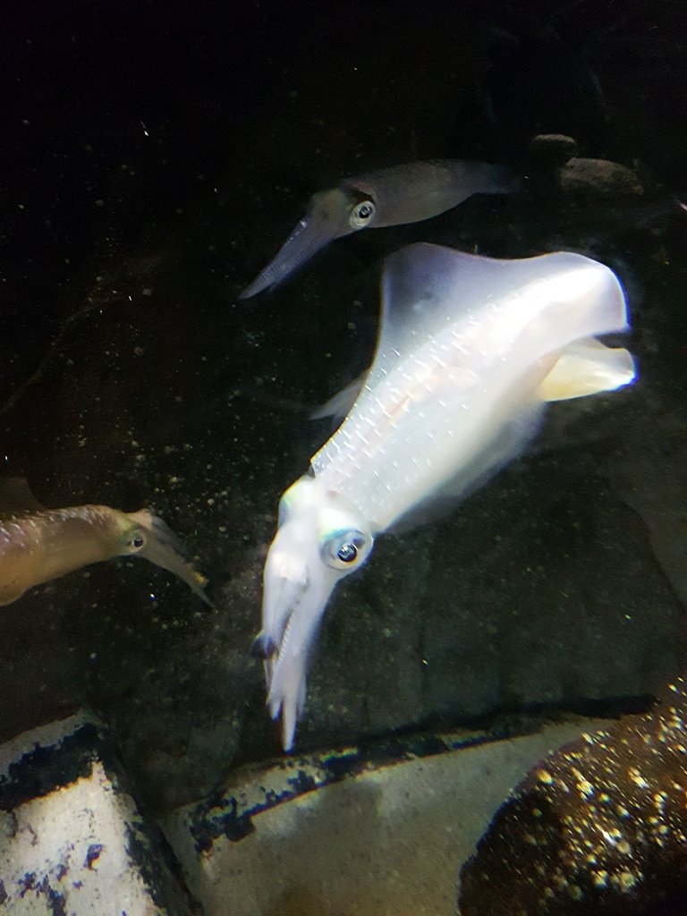 06鎖管透抽.jpg - 鶴岡市立加賀水族館