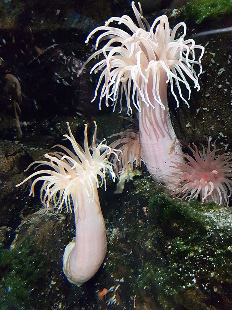 07海葵.jpg - 鶴岡市立加賀水族館