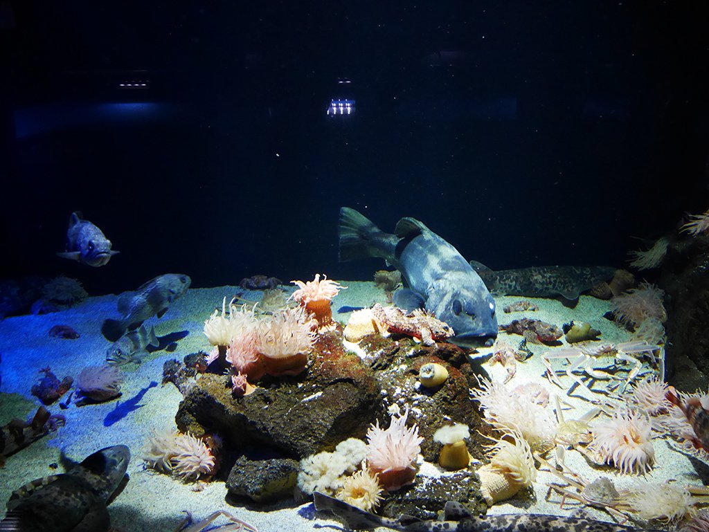 08海葵水族箱.jpg - 鶴岡市立加賀水族館