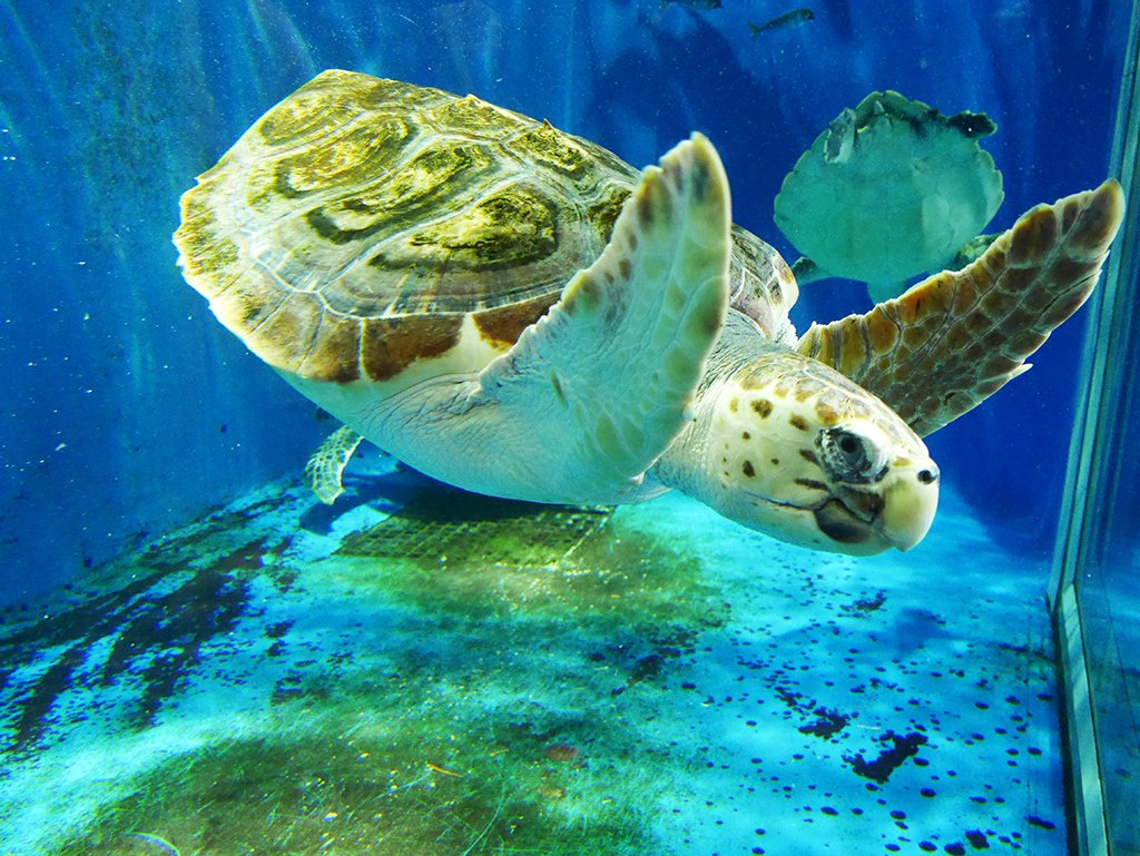 10海龜.jpg - 鶴岡市立加賀水族館