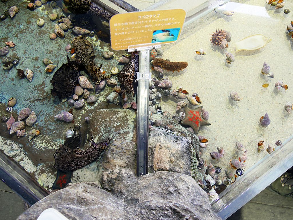 11親水觸摸區.jpg - 鶴岡市立加賀水族館