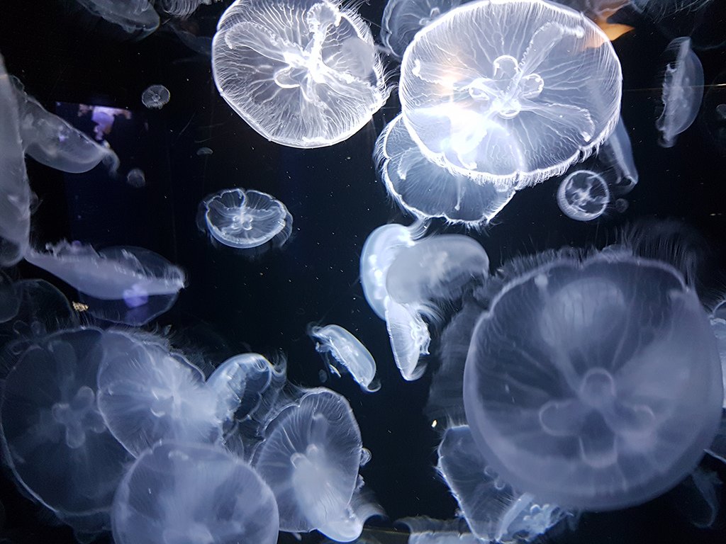 14帛琉水母.jpg - 鶴岡市立加賀水族館