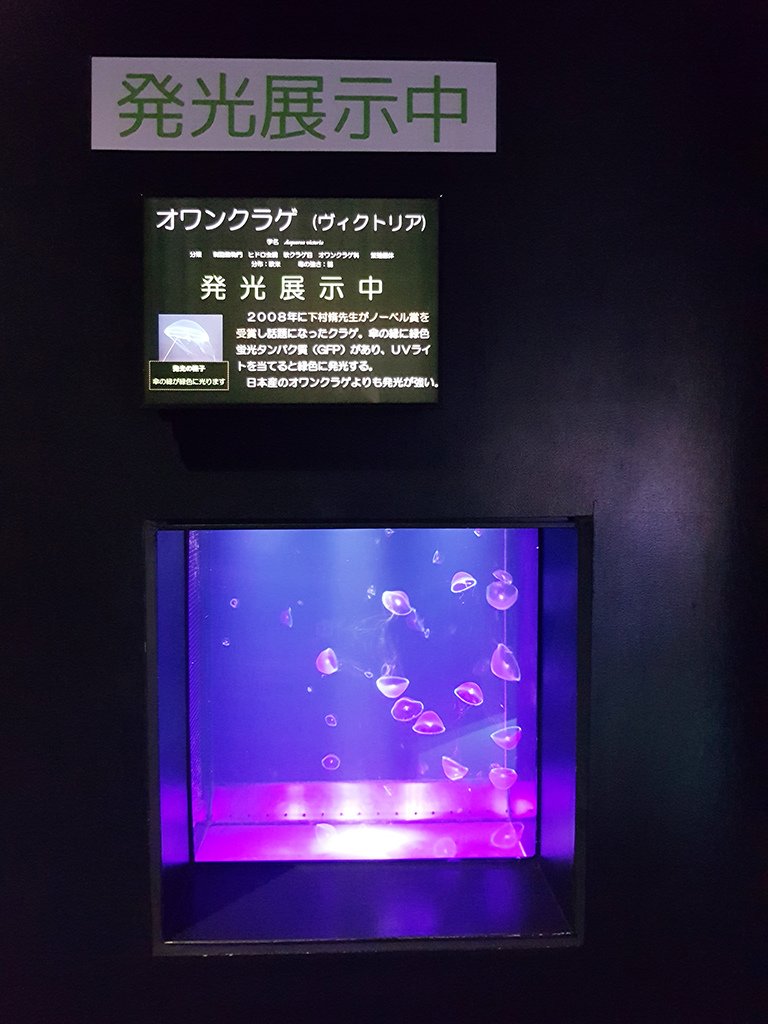 15發光水母.jpg - 鶴岡市立加賀水族館