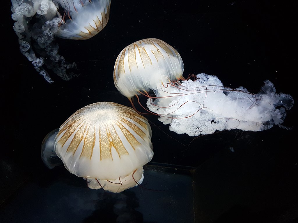 23水母.jpg - 鶴岡市立加賀水族館