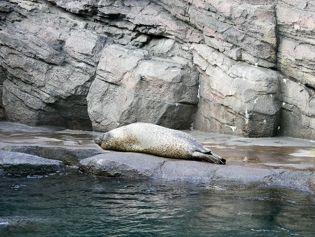 25海豹.jpg - 鶴岡市立加賀水族館