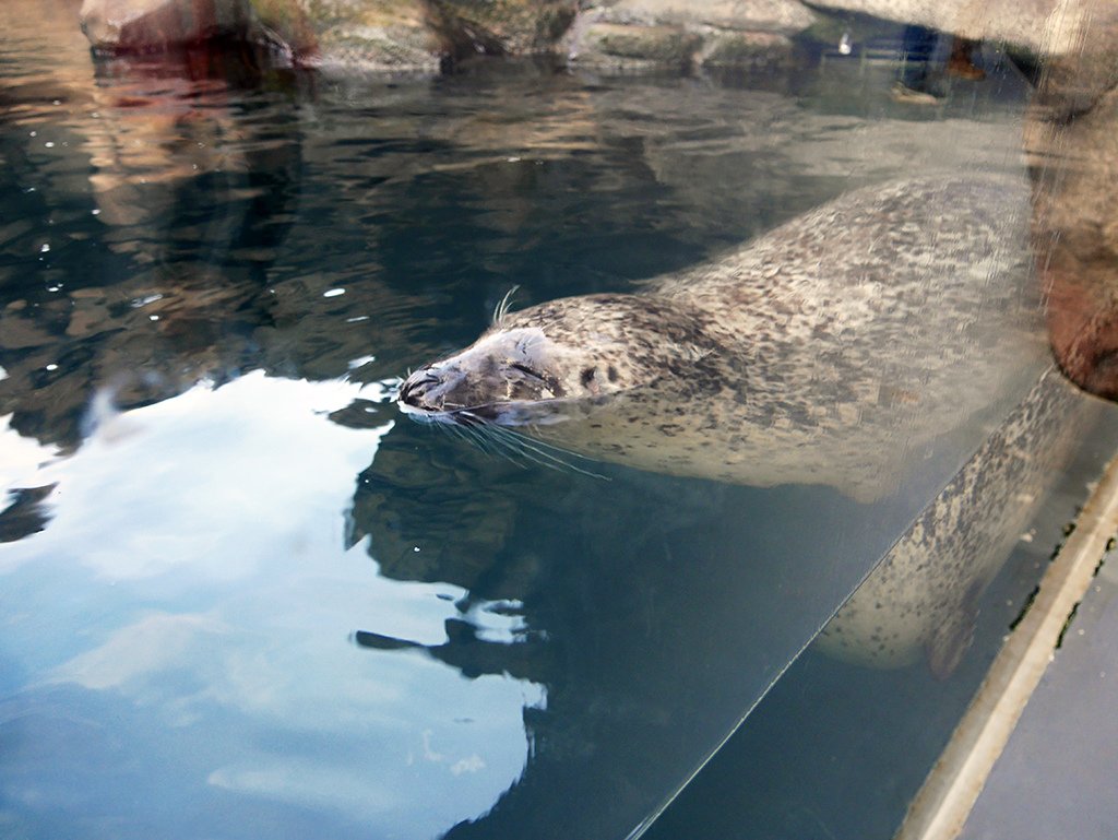 26海豹.jpg - 鶴岡市立加賀水族館