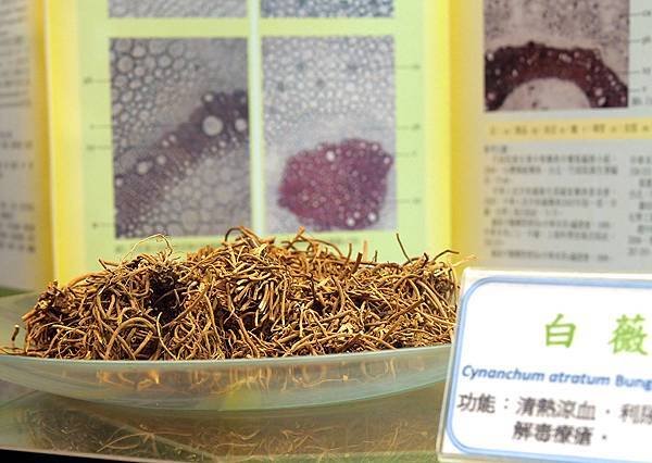 16白薇.jpg