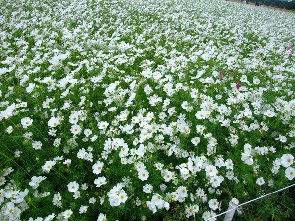 DSCF3491.JPG