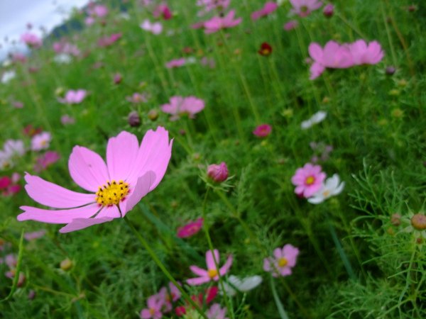 DSCF3504.JPG