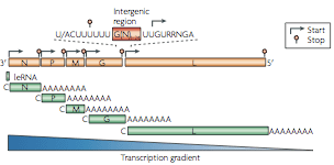 rabies virus genome