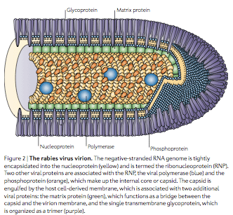 rabies virus structure