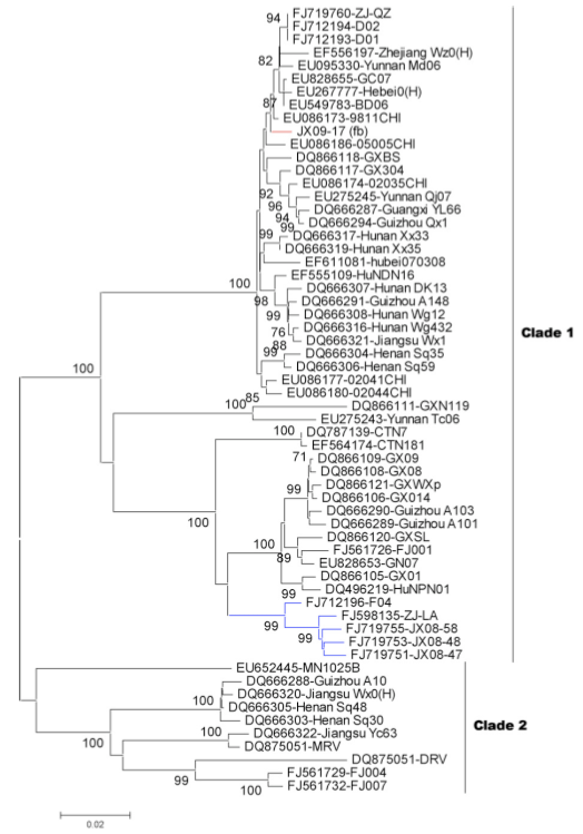 phylogenetic tree of  rabies virus by N gene 