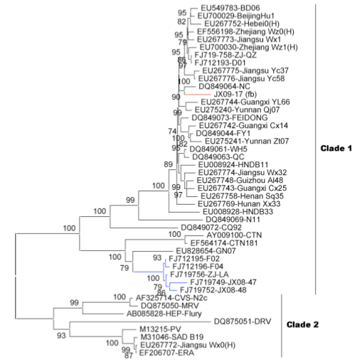 phylogenetic tree of  rabies virus by G gene 