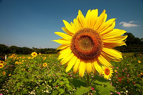 太陽花