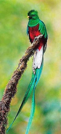 panama-quetzal-2.jpg