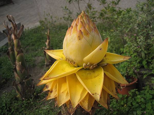 IMG_8445.JPG
