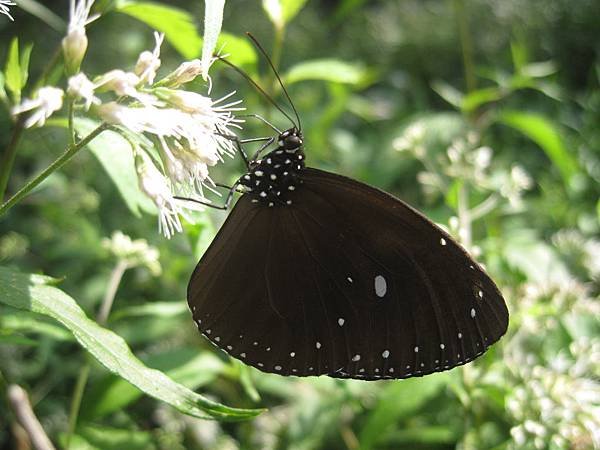 IMG_1440.JPG