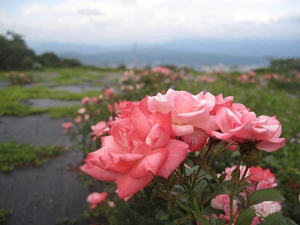 IMG_9708.JPG