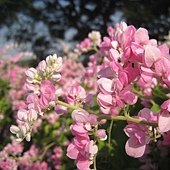 IMG_5315