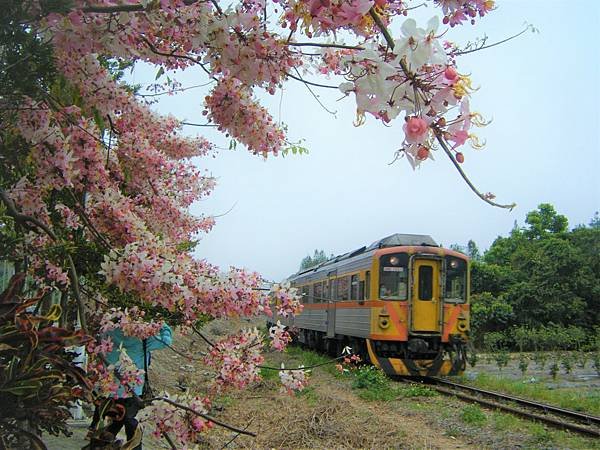 二水山腳路/八堡一圳花旗木(桃紅陣雨樹)/罕見的黃色花旗木/