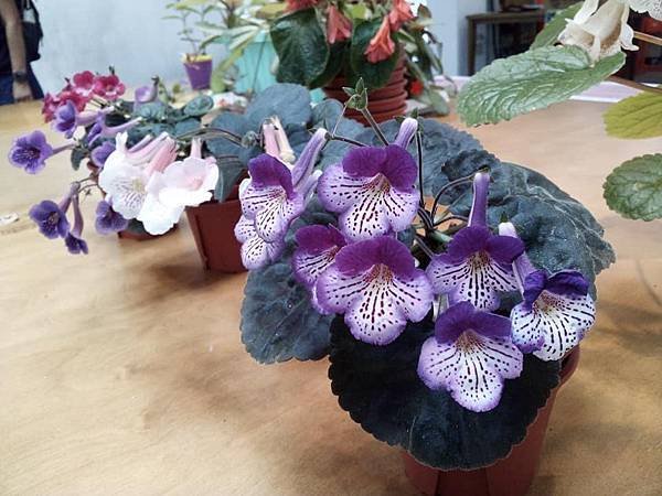 田尾菁芳園~2021春季苦苣苔聚會