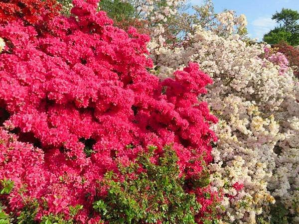 足利花卉公園~紫藤花