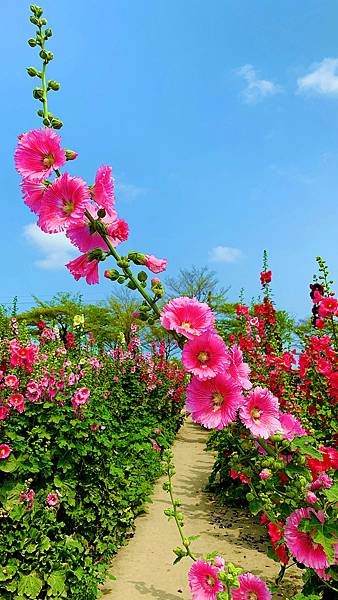 IMG_E9306_副本.jpg