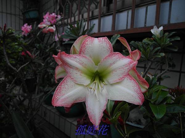 SAM_0323