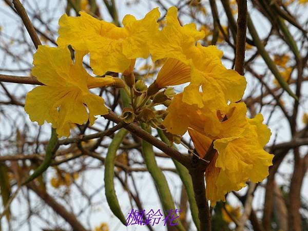 SAM_0309