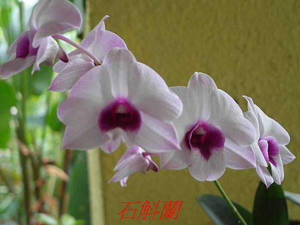 SAM_0386
