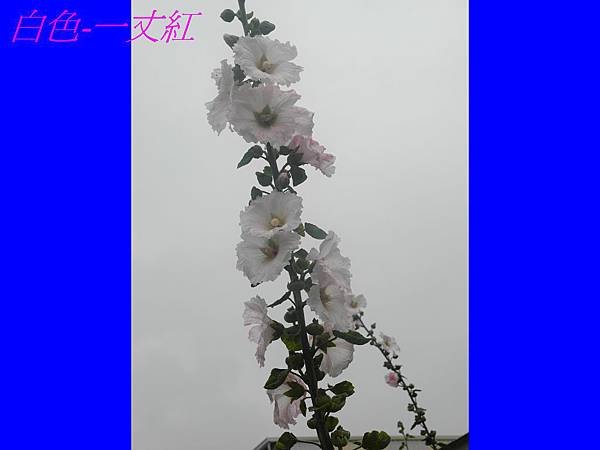 SAM_0960