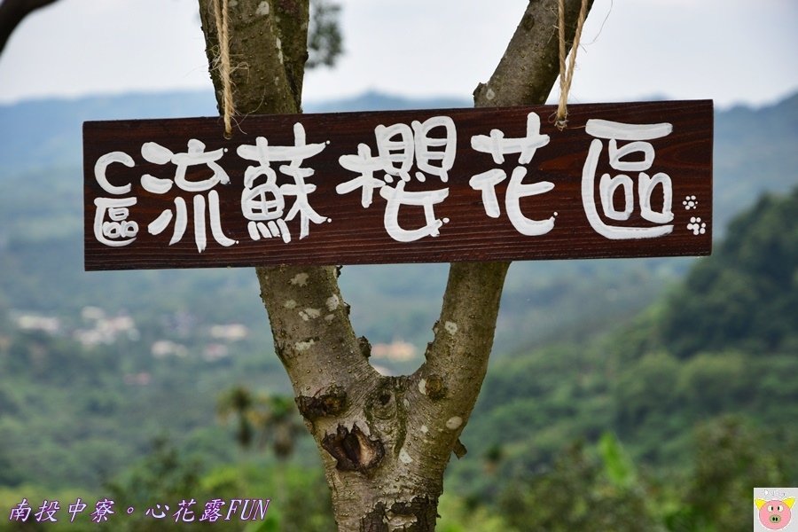 心花露FUNDSC_1731.JPG