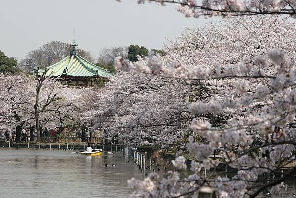 上野賞櫻