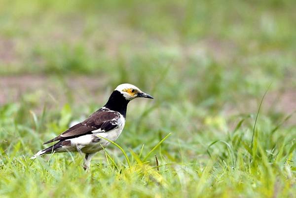 新北市的黑領椋鳥（2015-06-04）