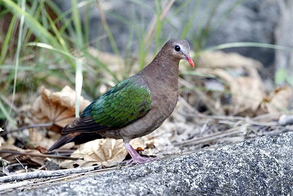 台南市的翠翼鳩（2015-02-03）