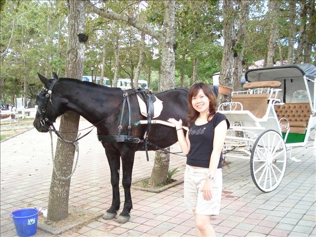 初鹿牧場遊園馬車