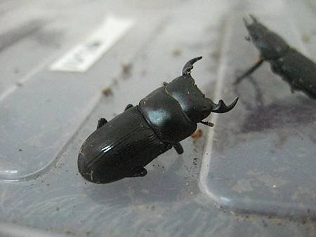 條背大鍬