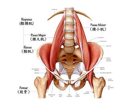 psoas