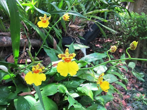 IMG_0060.JPG