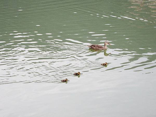 IMG_5093.JPG