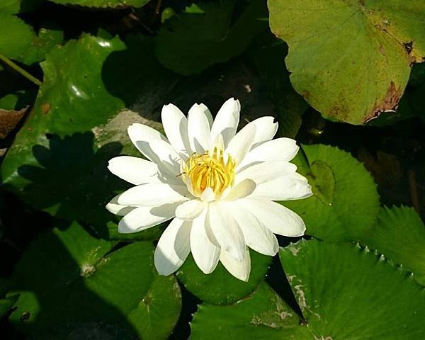 PhotoCap_004.jpg