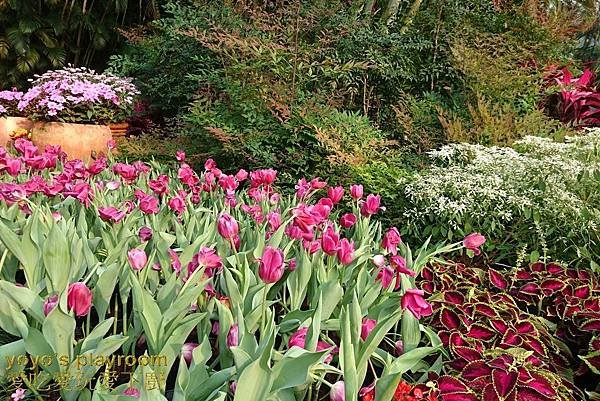 賞花等016.jpg