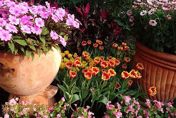 賞花等017.jpg