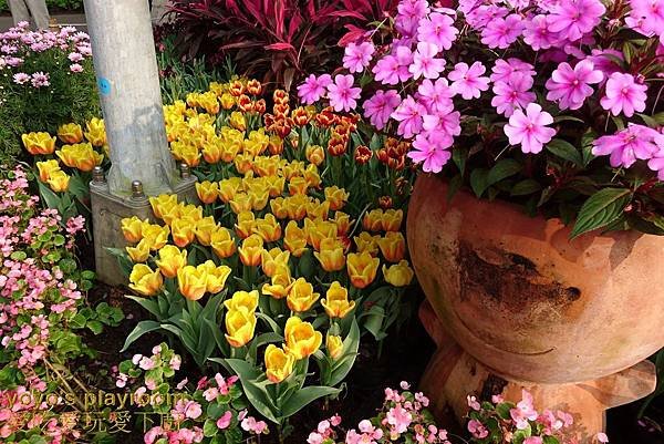賞花等018.jpg